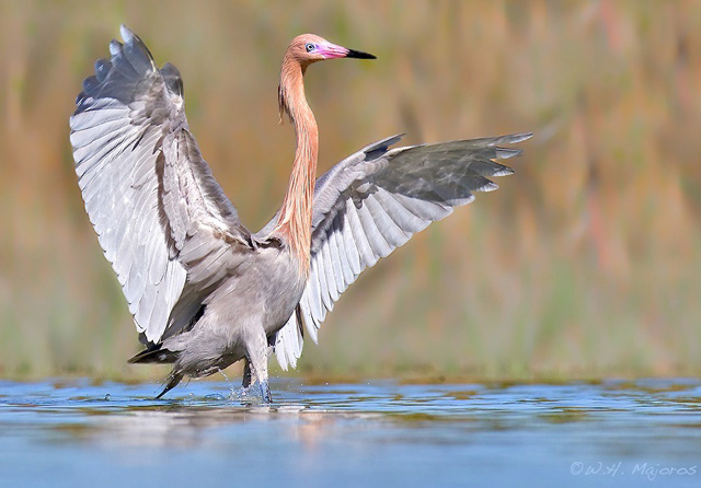Reddish Egret - Egretta rufescens