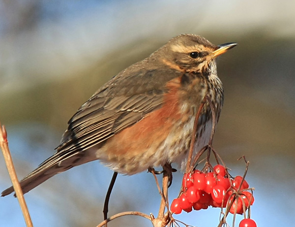 Redwing - Turdus iliacus