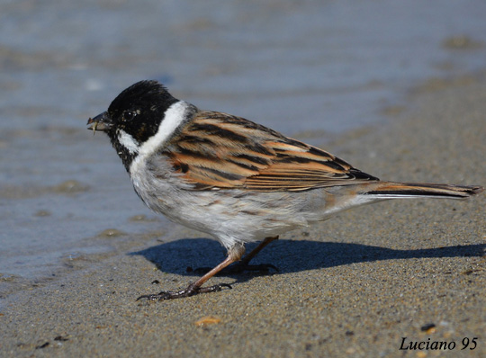 Reed Bunting - Emberiza schoeniclus