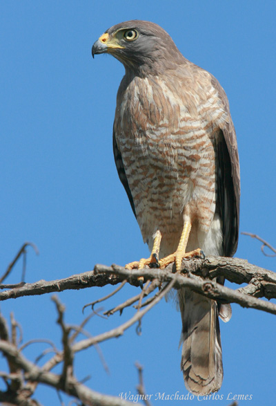 Roadside Hawk - Rupornis magnirostris