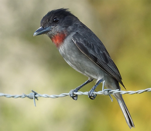 Rose-throated Becard - Pachyramphus aglaiae