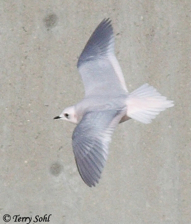 Ross's Gull - Rhodostethia rosea