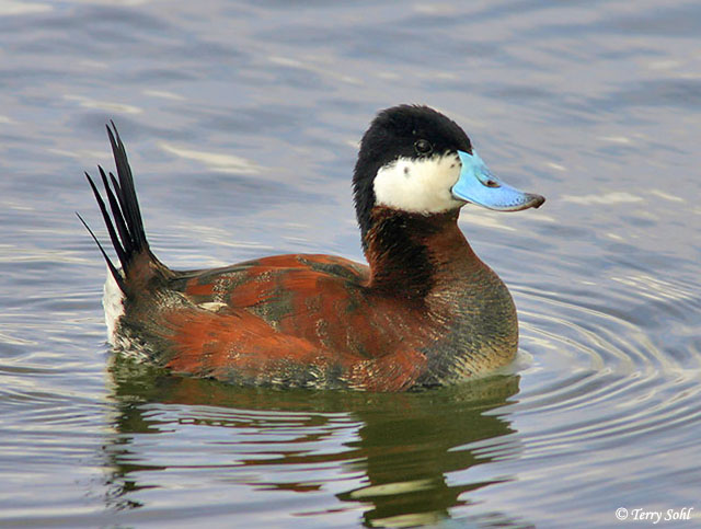 Ruddy Duck - Oxyura jamaicensis