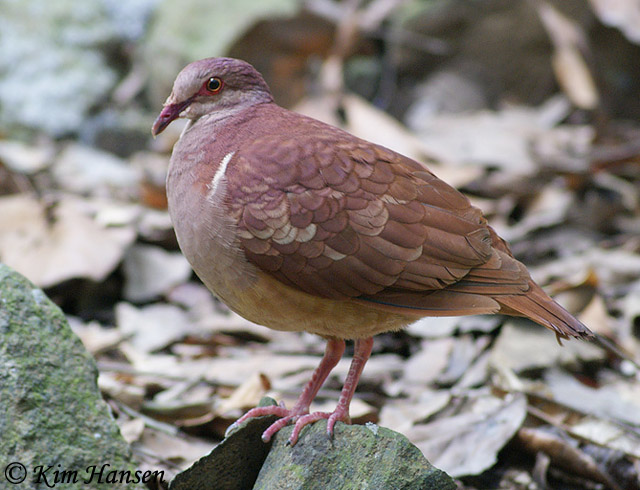 Ruddy Quail-Dove - Species Information and Photos
