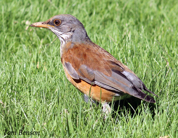 Rufous-backed Robin - Turdus rufopalliatus