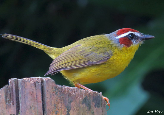 Rufous-capped Warbler - Basileuterus rufifrons