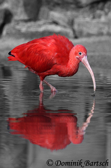 Scarlet Ibis - Eudocimus ruber
