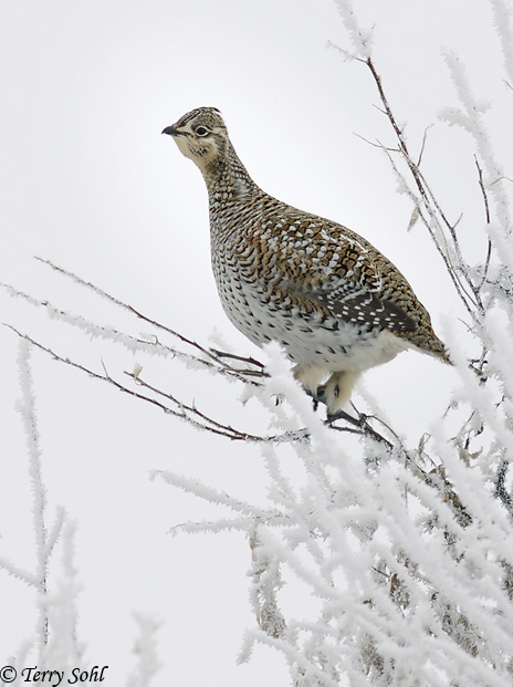 Sharp-tailed Grouse - Tympanuchus phasianellus