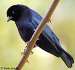 Shiny Cowbird - Molothrus bonariensis 