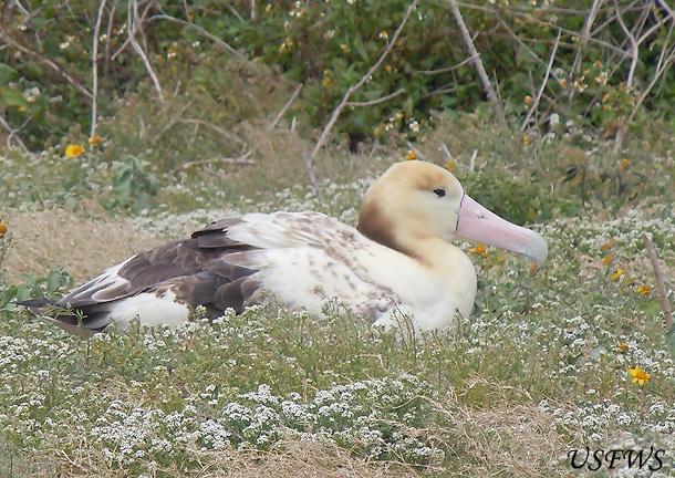 Short-tailed Albatross - Phoebastria albatrus