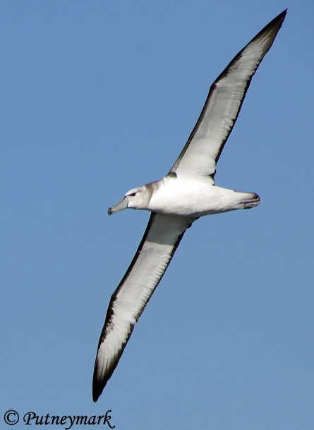 Shy Albatross - Thalassarche cauta