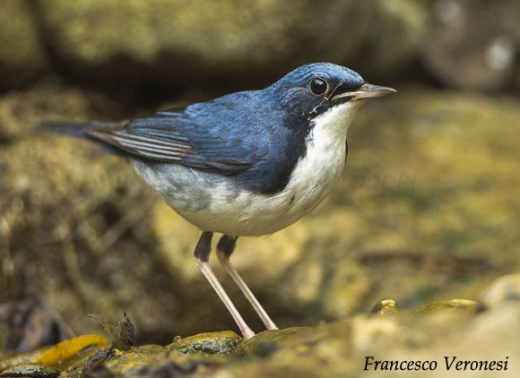 Siberian Blue Robin - Larvivora cyane