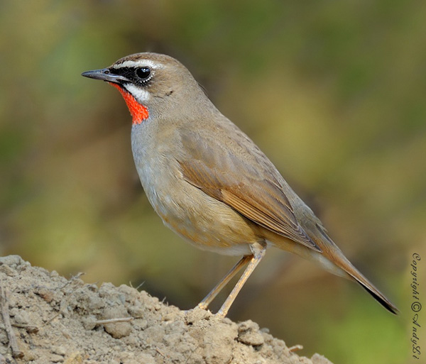 Siberian Rubythroat - Calliope calliope