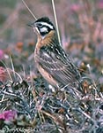 Smith's Longspur - Calcarius pictus