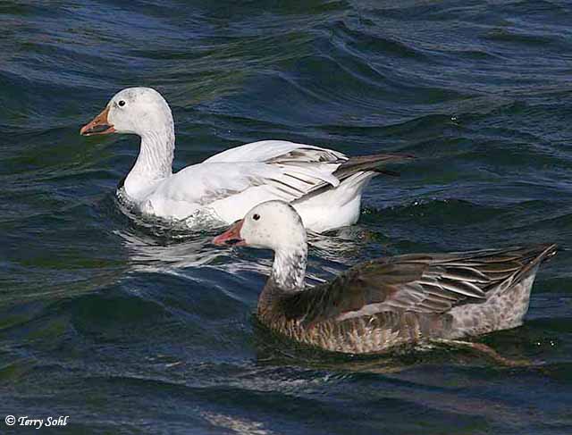 Snow Goose - Chen caerulescens