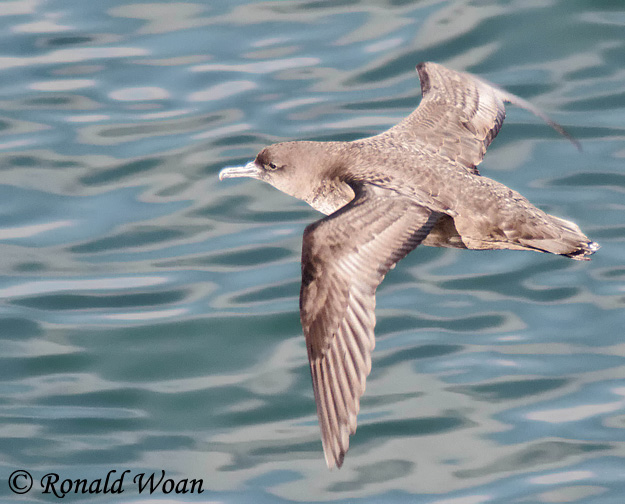 Sooty Shearwater - Ardenna grisea