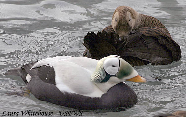 Spectacled Eider - Somateria fischeri