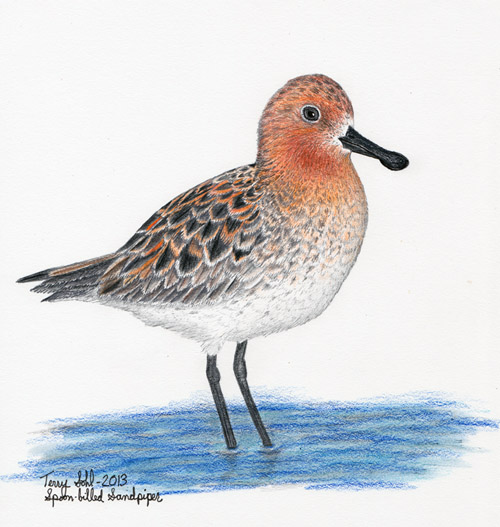 Spoon-billed Sandpiper - Calidris pygmea