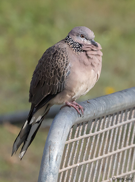 Spotted Dove - Spilopelia chinensis