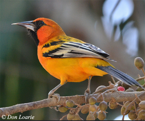 Streak-backed Oriole - Icterus pustulatus