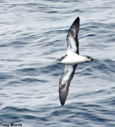 Streaked Shearwater - Calonectris leucomelas