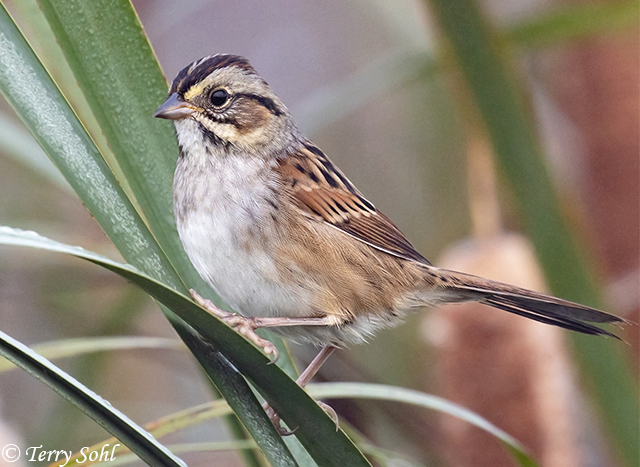 Swamp Sparrow - South Dakota Birds and Birding