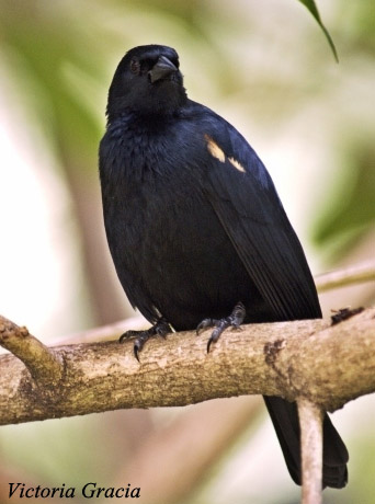 Tawny-shouldered Blackbird - Agelaius humeralisi 