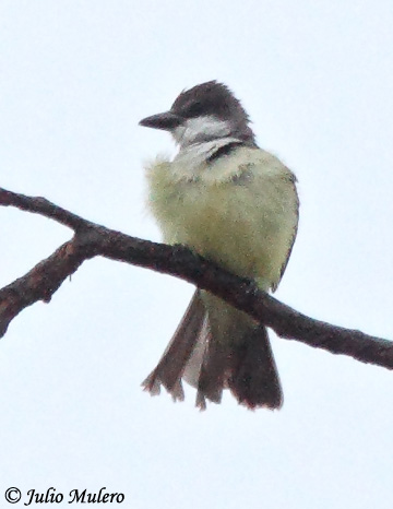 Thick-billed Kingbird - Tyrannus crassirostris