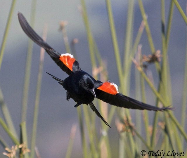 Tricolored Blackbird - Agelaius tricolor