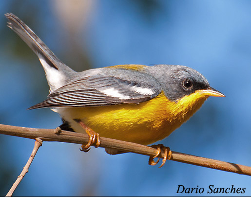 Tropical Parula - Setophaga pitiayumi