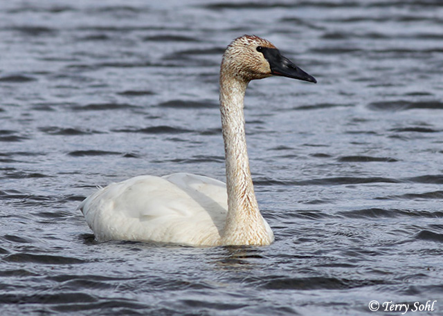 Trumpeter Swan - Cygnus buccinator