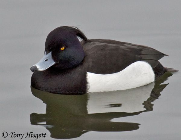 Tufted Duck - Aythya fuligula