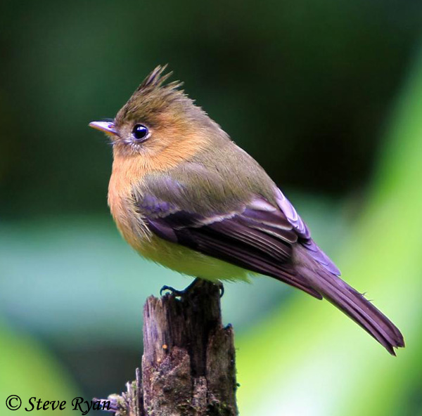 Tufted Flycatcher - Mitrephanes phaeocercus