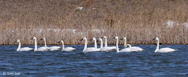 Tundra Swan - Cygnus columbianus