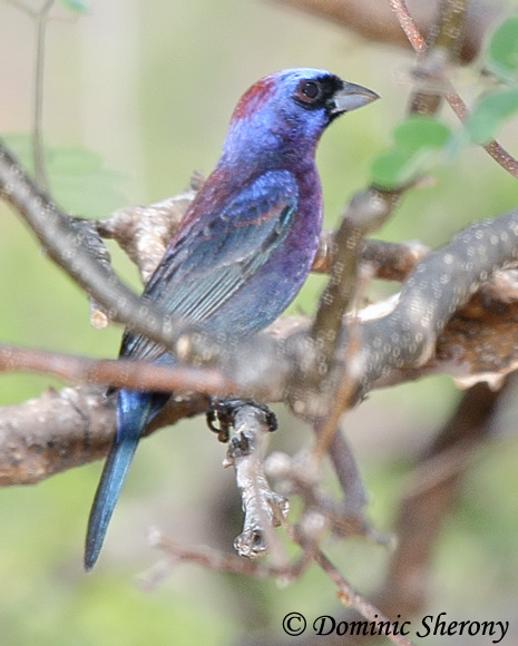 Varied Bunting - Passerina versicolor