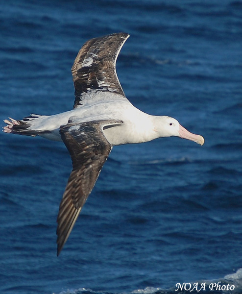 Wandering Albatross - Diomedea exulans