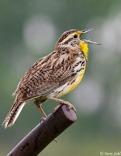 Western Meadowlark - Sturnella neglecta