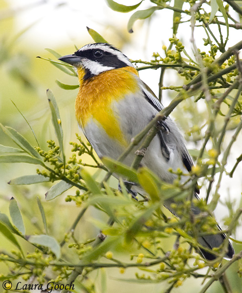 Western Spindalis - Spindalis zena