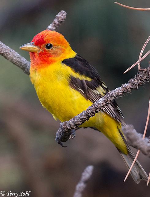 Western Tanager - Piranga ludoviciana