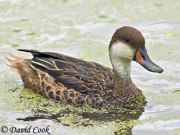 White-cheeked Pintail - Anas bahamensis