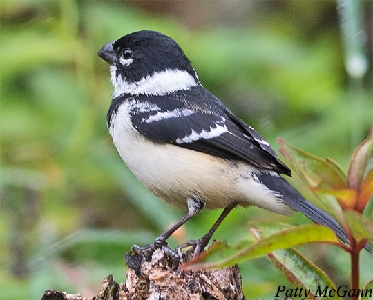 White-collared Seedeater - Sporophila torqueola