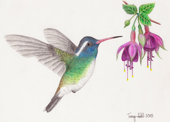 White-eared Hummingbird - Hylocharis leucotis