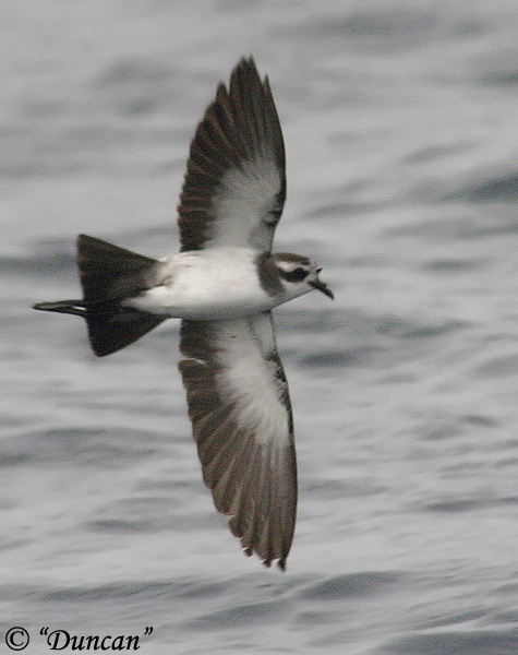 White-faced Storm-Petrel - Pelagodroma marina