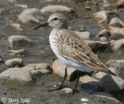 White-rumped Sandpiper - Calidris fuscicollis