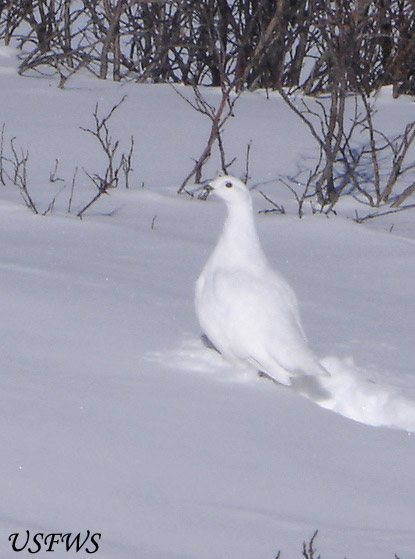 White-tailed Ptarmigan - Lagopus leucura