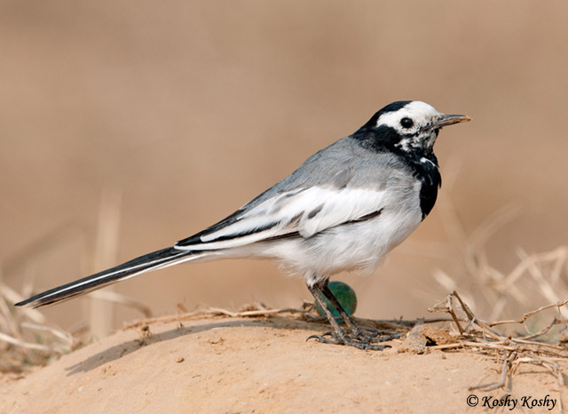 White Wagtail - Motacila alba