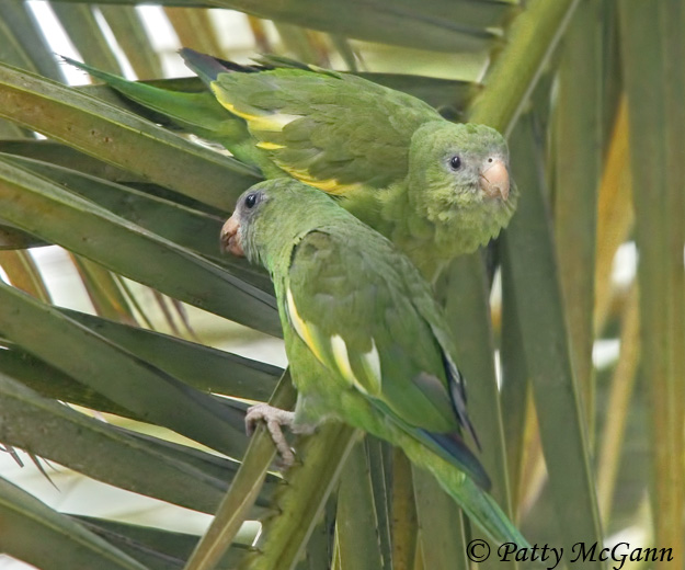 White-winged Parakeet - Brotogeris versicolurus