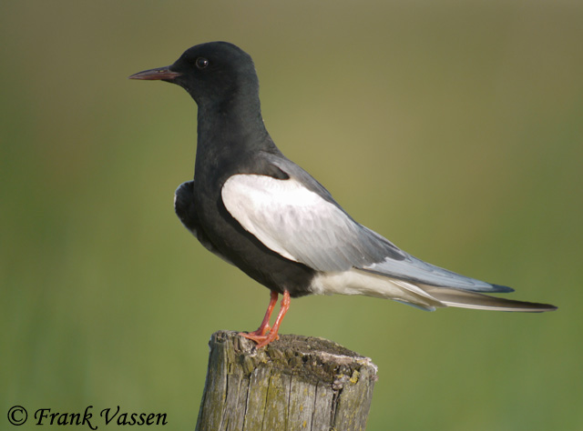 White-winged Tern - Chlidonias leucopterus