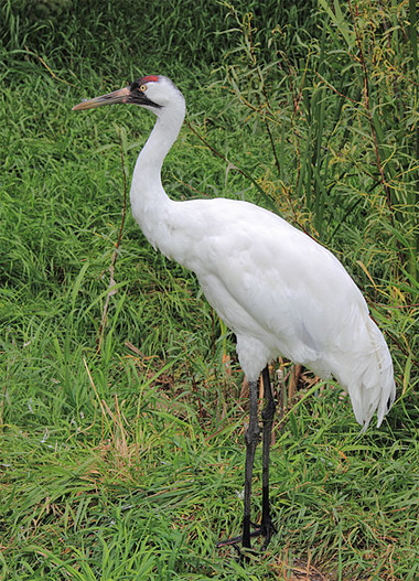 Whooping Crane  Audubon Field Guide