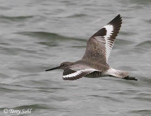 Willet - Catoptrophorus semipalmatus